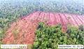 Peat forests continue to disappear in APP’s HCV areas