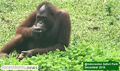 Apical, Mondelez still at fault for orangutan habitat loss