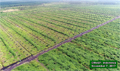 Govt shares photos of Cargill’s new plantations in peat ecosystem