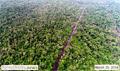 GAMA changes stance towards Bornean orangutan forests