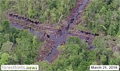 Peat forests targeted for restoration being converted into palm oil