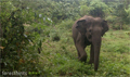 Palm oil company to rehabilitate Leuser's elephant home range 