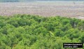 Deforestation facts revealed, but no ties to pulp, paper supply chains