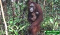 Opinion piece “Orangutan conservation needs agreement on data and trends” raises concerns