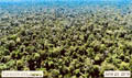 Moratorium unlocked to return palm oil concession to national park