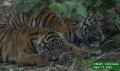 The Sumatran tiger and Indonesia’s FOLU NET SINK 2030 operational plan