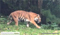 Sumatran tiger action plan for next 10 years being finalized