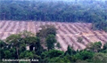 Unilever undeniably linked to removal of Bornean orangutan habitat